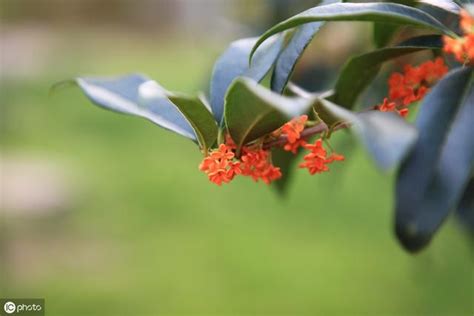 種桂花好嗎|夏天栽種桂花需要注意甚麼